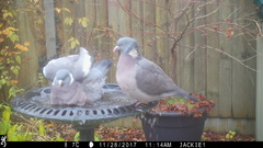 Columba palumbus