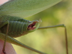 Scudderia curvicauda