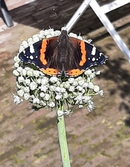 Vanessa atalanta