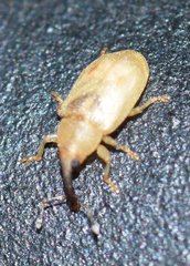 Notolomus basalis