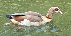 Alopochen aegyptiaca