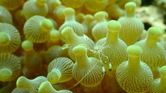 Ancylomenes holthuisi