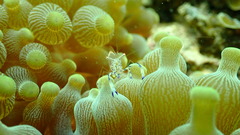 Ancylomenes holthuisi