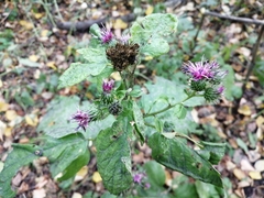 Arctium tomentosum