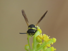 Parodontodynerus ephippium