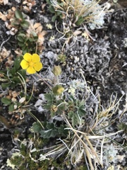 Potentilla nivea