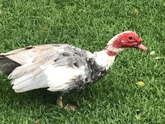 Cairina moschata domestica