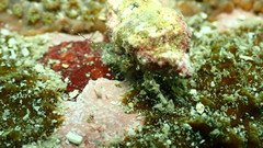 Pagurus decimbranchiae