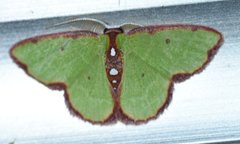 Synchlora cupedinaria