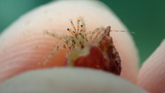 Pagurus decimbranchiae