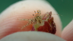 Pagurus decimbranchiae