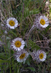 Erigeron eriocephalus