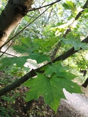 Acer platanoides