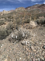 Bahiopsis reticulata