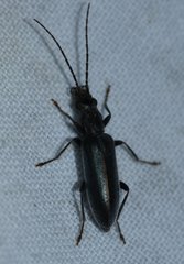 Oxycopis falli