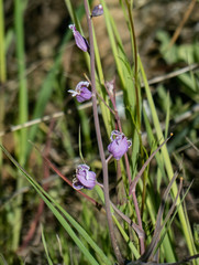 Streptanthus glandulosus glandulosus