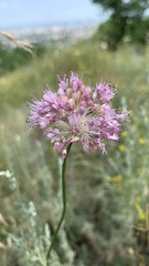 Allium lineare