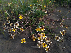 Caltha arctica