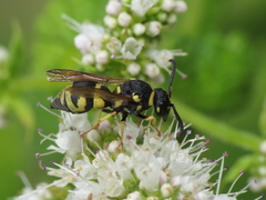 Parodontodynerus ephippium