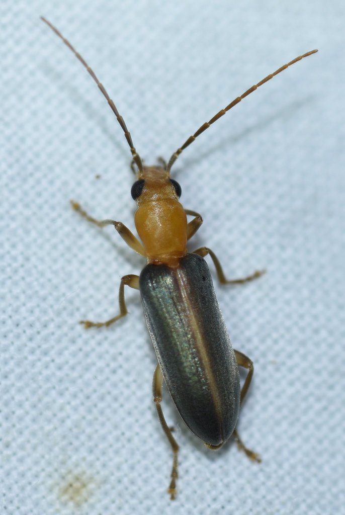 Hypasclera nesiotes