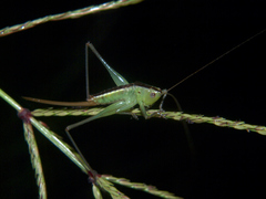 Conocephalus iris