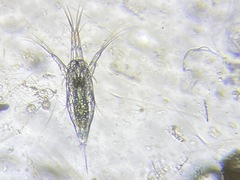 Labidocera