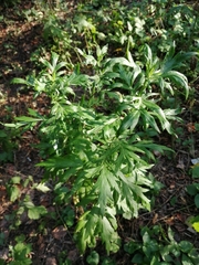 Artemisia vulgaris