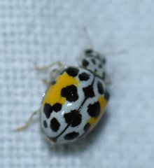 Psyllobora nana