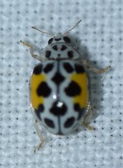 Psyllobora nana