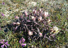 Castilleja arctica