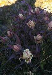 Castilleja arctica