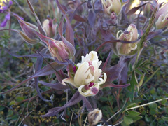 Castilleja arctica