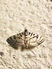 Conchylodes ovulalis