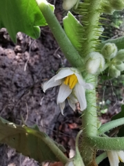 Solanum candidum