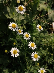 Tripleurospermum inodorum