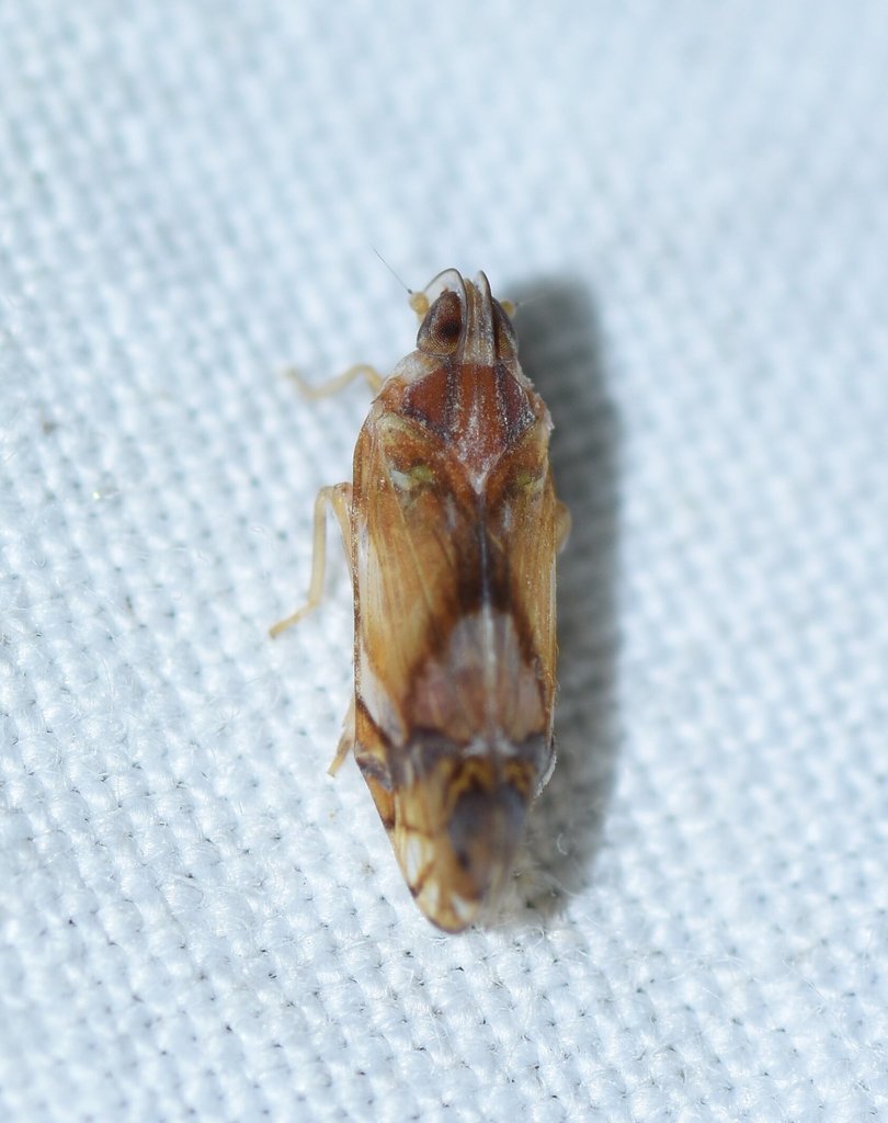 Nymphocixia