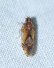Nymphocixia unipunctata