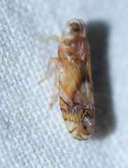 Nymphocixia unipunctata