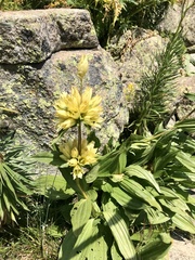 Gentiana burseri