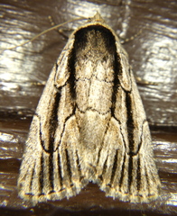 Sympistis badistriga