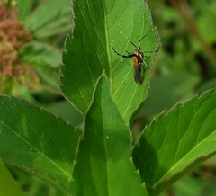 Aetole unipunctella