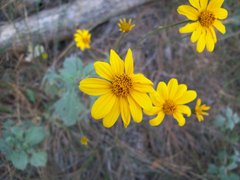 Heliopsis parvifolia