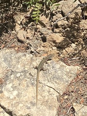 Podarcis pityusensis