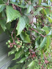 Parthenocissus