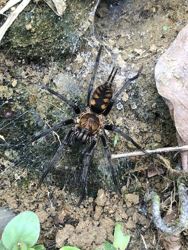 Linothele fallax · iNaturalist