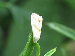 Eublemma cochylioides