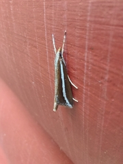 Carectocultus perstrialis