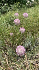 Allium lineare