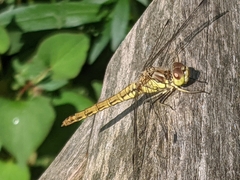 Sympetrum vulgatum