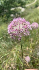 Allium lineare